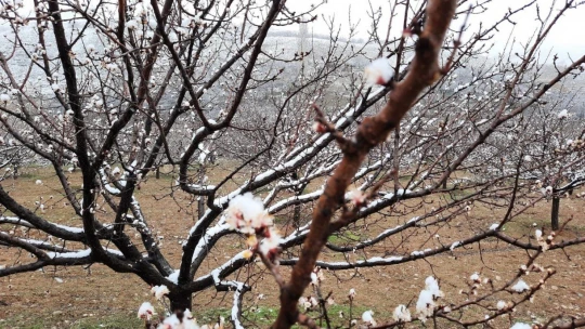 Kar yağışı kayısı üreticilerini endişelendiriyor
