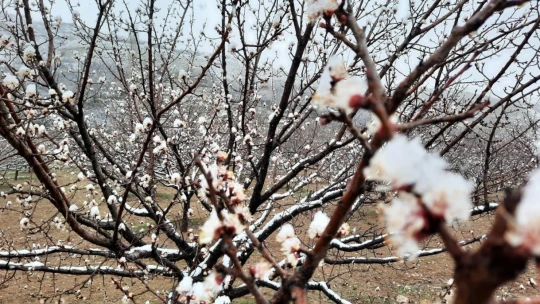 Kar yağışı kayısı üreticilerini endişelendiriyor