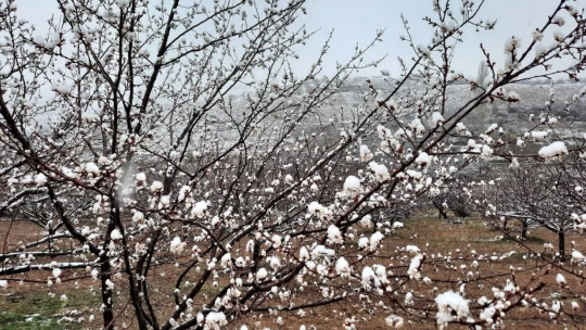 Kar yağışı kayısı üreticilerini endişelendiriyor