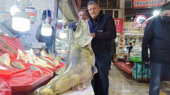 Karakaya Barajında 144 kiloluk balık yakalandı