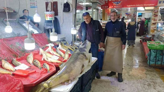 Karakaya Barajında 144 kiloluk balık yakalandı
