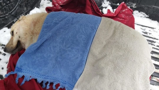 Karda yaralı halde buldular