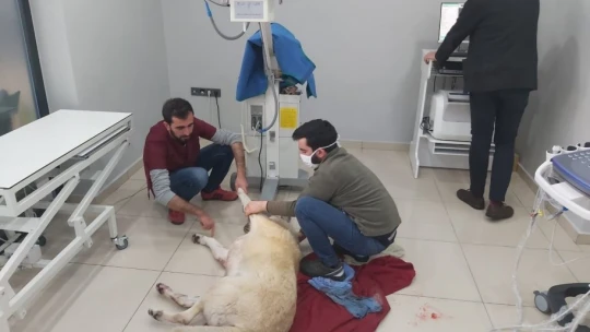 Karda yaralı halde buldular