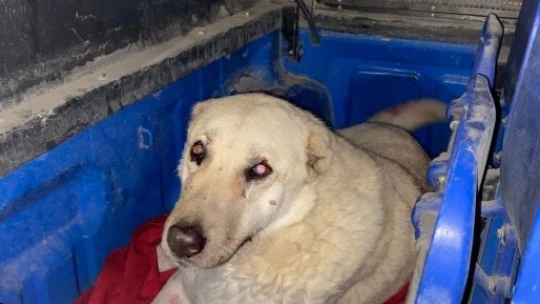 Karda yaralı halde buldular