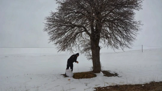 Karda yiyecek bulmakta zorlanan hayvanlara polis şefkati