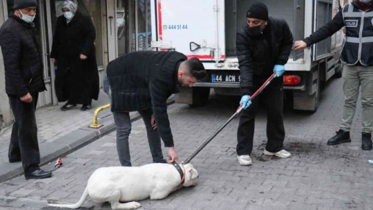 Kavga ettikleri şahsın üzerine pitbull saldılar: 3 yaralı