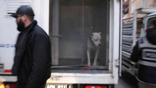 Kavga ettikleri şahsın üzerine pitbull saldılar: 3 yaralı