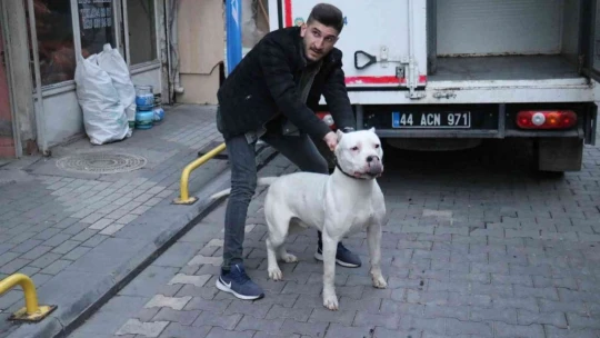 Kavga ettikleri şahsın üzerine pitbull saldılar: 3 yaralı