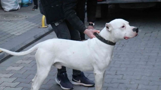Kavga ettikleri şahsın üzerine pitbull saldılar: 3 yaralı