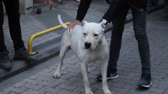Kavga ettikleri şahsın üzerine pitbull saldılar: 3 yaralı