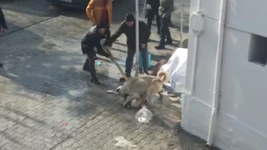 Köpeklerin kavgasına tekmeli müdahale
