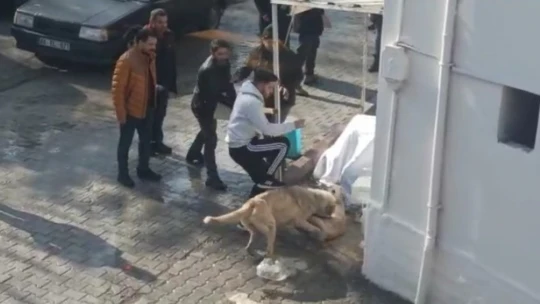 Köpeklerin kavgasına tekmeli müdahale