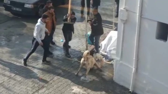 Köpeklerin kavgasına tekmeli müdahale
