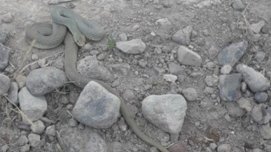 Kavurucu sıcaklarda yılan uyarısı