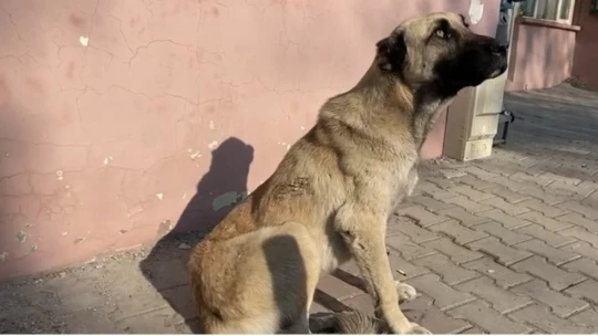 Kaybolan hayvanlar mikroçip sayesinde bulunabilecek