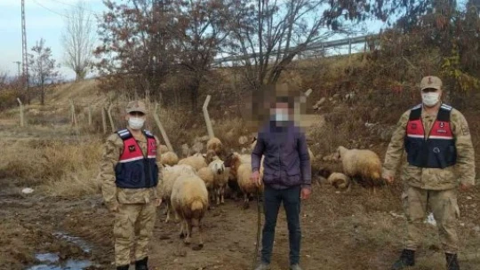 Kayıp 31 koyunu jandarma buldu