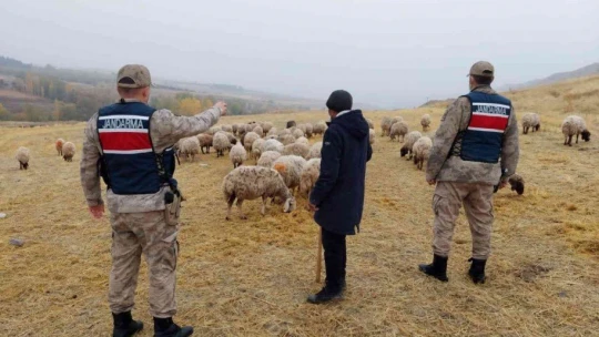 Kayıp koyunları jandarma drone ile buldu