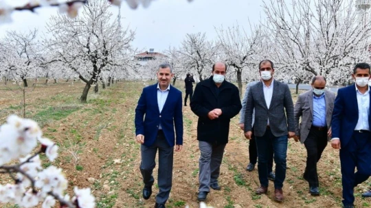 Kayısı bahçelerinde kartpostallık görüntüler
