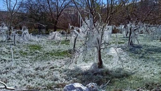 Kayısı bahçelerindeki donun boyutu kameralara yansıdı