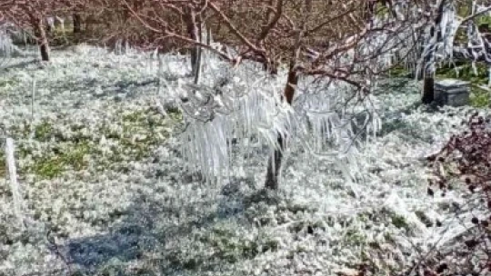 Kayısı bahçelerindeki donun boyutu kameralara yansıdı