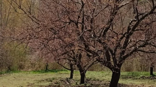 Kayısı bahçelerini don vurdu