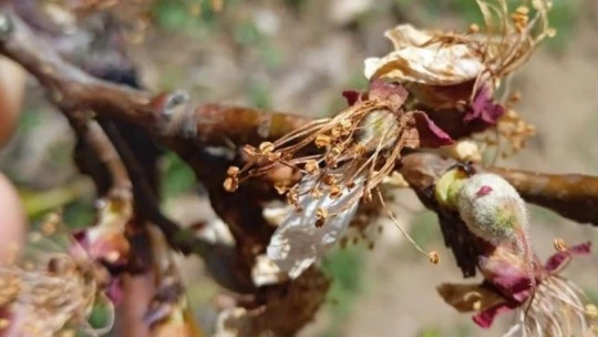 Kayısı bahçelerini don vurdu