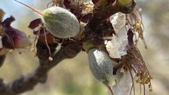 Kayısı bahçelerini don vurdu