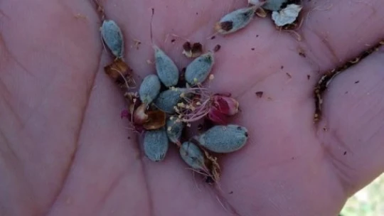 Kayısı bahçelerini don vurdu