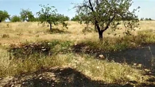 Kayısı bahçesindeki yangın büyümeden söndürüldü