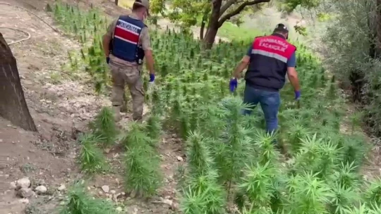 Kayısı bahçesine hint keneviri eken şahıs yakalandı