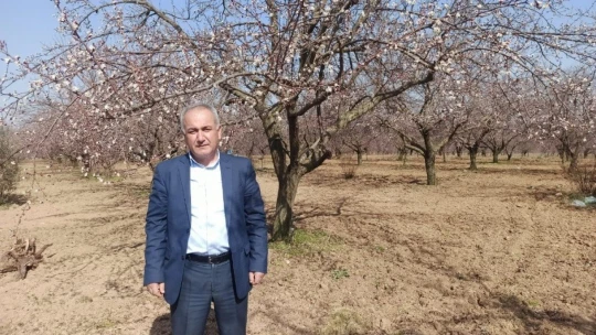 Kayısıda monilya hastalığına dikkat!