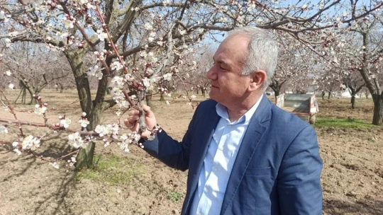 Kayısıda monilya hastalığına dikkat!