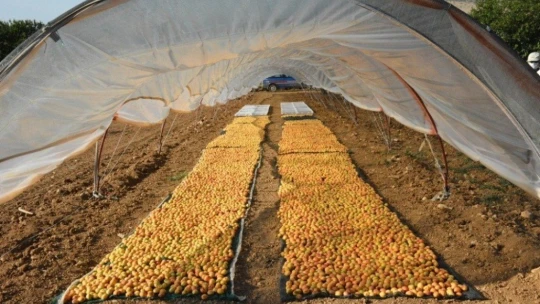 Kayısı boylama makinesi beğenildi