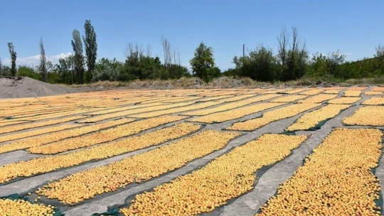 Kayısı boylama makinesi beğenildi