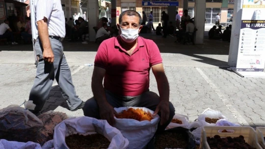 Kayısı, bu sezon üreticisinin yüzünü güldürecek