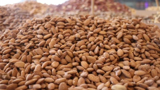 Kayısı Çekirdeği 'Güvenli Bitkiler' listesinde