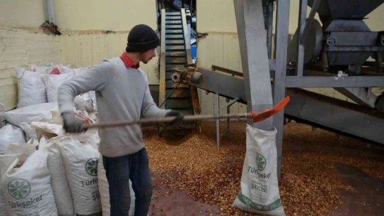 Kayısı çekirdeği ihracatı yüz güldürüyor