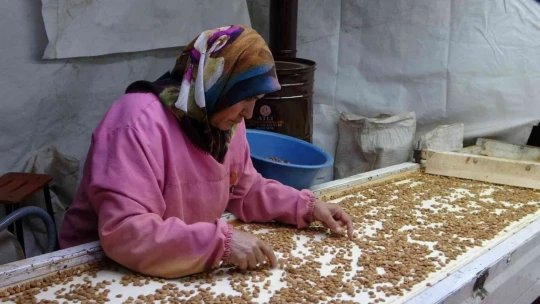 Kayısı çekirdeği ihracatı yüz güldürüyor