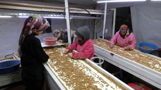 Kayısı çekirdeği ihracatı yüz güldürüyor