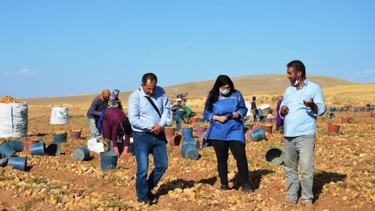 Kayısı diyarında patates hasadı başladı