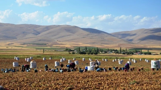 Kayısı diyarında patates hasadı başladı