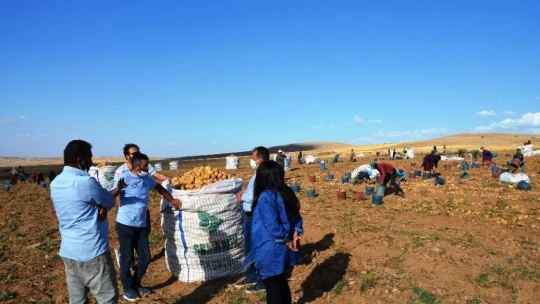 Kayısı diyarında patates hasadı başladı