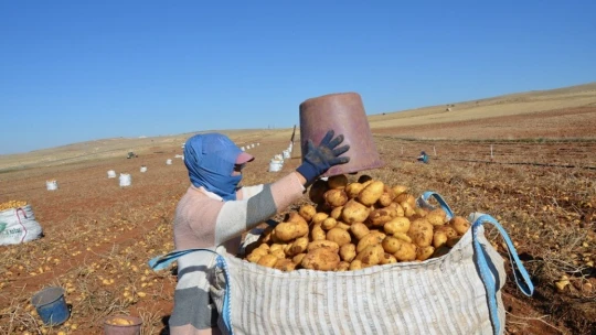 Darende'de patates hasadı tamamlanmak üzere