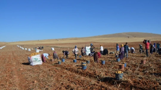 Darende'de patates hasadı tamamlanmak üzere