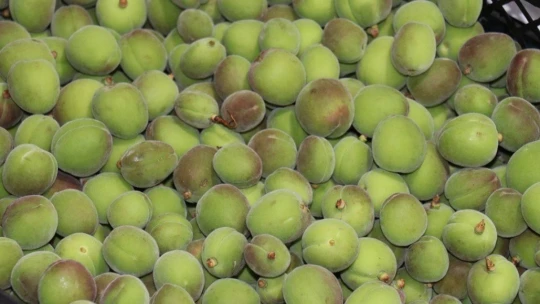 Kayısı kenti Malatya'da Mut kayısısı satılıyor