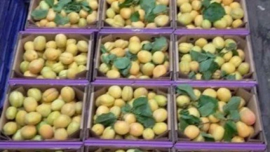 Kayısı rekoltesi tartışmalarına Kayısı Derneği de katıldı