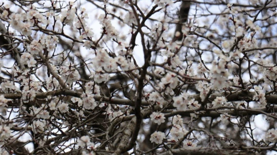 Kayısı üreticinin 'don' endişesi