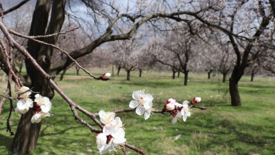 Kayısı üreticinin 'don' endişesi