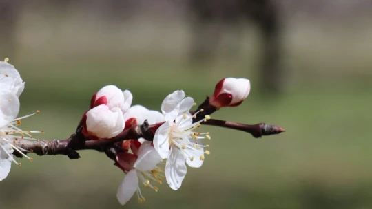 Kayısı üreticinin 'don' endişesi
