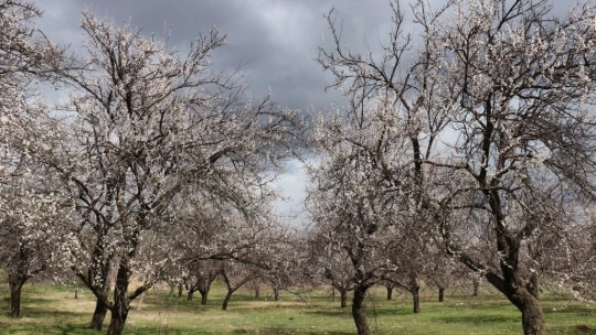 Kayısı üreticinin 'don' endişesi
